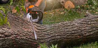 Best Tree Health Inspection  in Snyder, OK